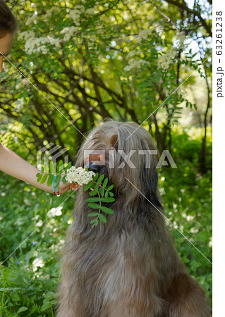 A young girl in a white dress is in the park with her pet dog briard. A young girl in a white dress is in the park with her pet dog briard. 63261238