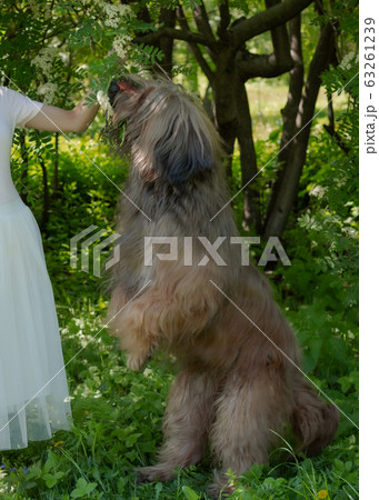 A young girl in a white dress is in the park with her pet dog briard. 63261239