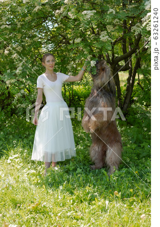 A young girl in a white dress is in the park with her pet dog briard. A young girl in a white dress is in the park with her pet dog briard. 63261240