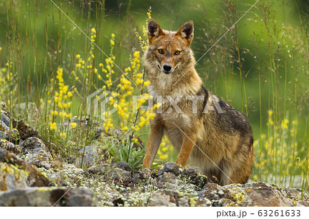 Curious golden jackal standing on rocks and looking to camera in summer Curious golden jackal standing on rocks and looking to camera in summer 63261633