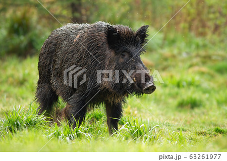 Dangerous Wild Boar Male With White Tusks On の写真素材