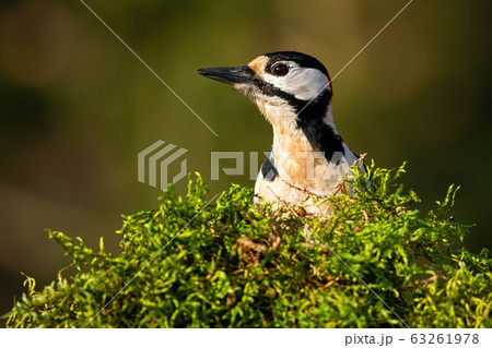 Great spotted woodpecker looking from behind green moss in spring nature 63261978