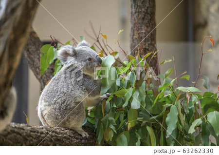 【コアラ】ユーカリの葉っぱを食べるコアラ 63262330
