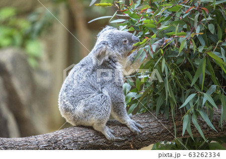 【コアラ】ユーカリの葉っぱを食べるコアラ 63262334