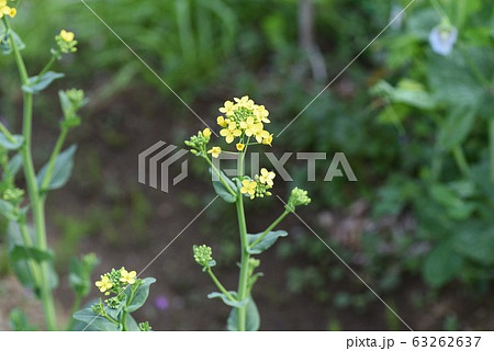小松菜の花 63262637