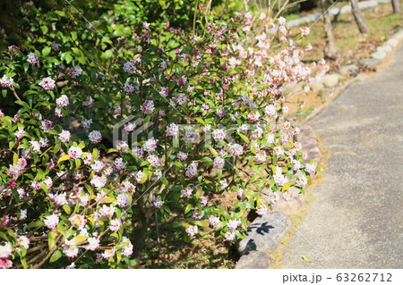 ジンチョウゲの花 ジンチョウゲの花 63262712