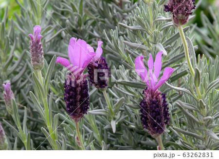 Spanish lavender (lat.- lavandula stoechas) Spanish lavender (lat.- lavandula stoechas) 63262831
