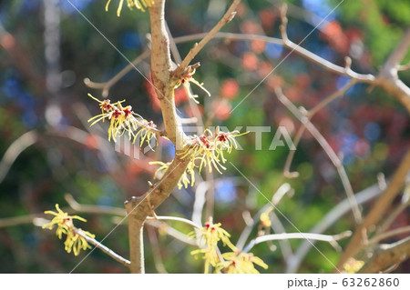 マンサクの花 63262860