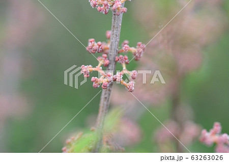 ヤナギイチゴの雌花 63263026