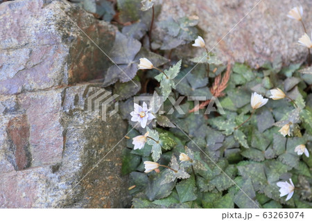 ユキワリイチゲの花 63263074