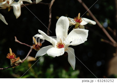 ハクモクレン  Tulip magnolia 63263252