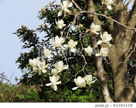 ハクモクレン  Tulip magnolia 63263258