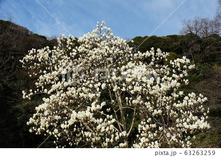 ハクモクレン  Tulip magnolia 63263259