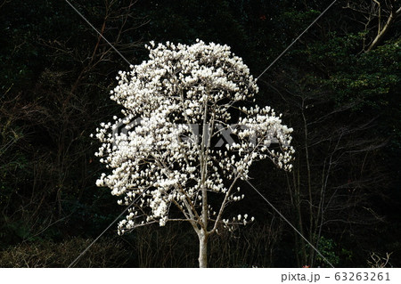 ハクモクレン  Tulip magnolia 63263261