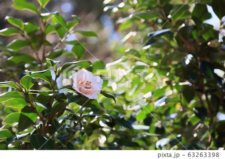 ツバキの花　天津乙女 63263398