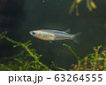 野生メダカ 63264555