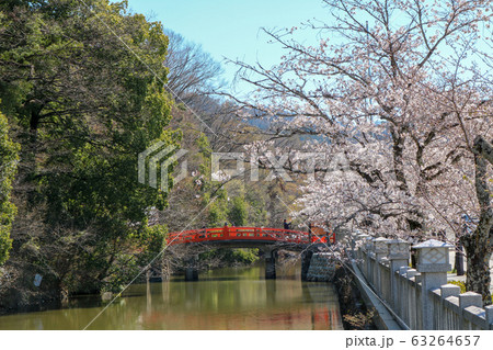 ■ 武田神社 ■ 桜満開 ■ 武田信玄 ■ 山梨県 63264657