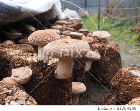 椎茸 63264809