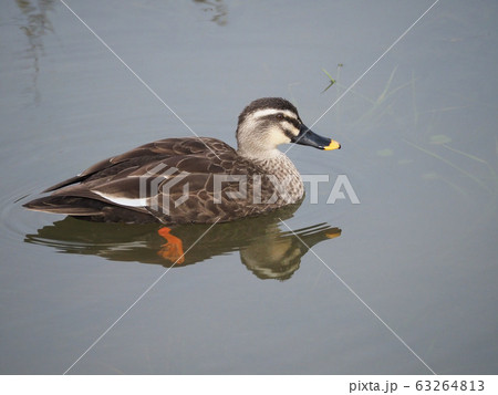 カルガモ カルガモ 63264813
