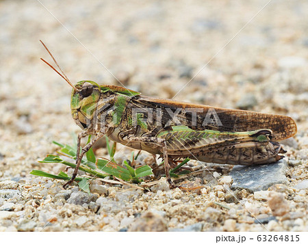 クルマバッタモドキの写真素材