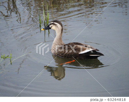 カルガモ 63264818