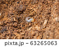 クワガタの１令幼虫（ヒラタクワガタ） 63265063