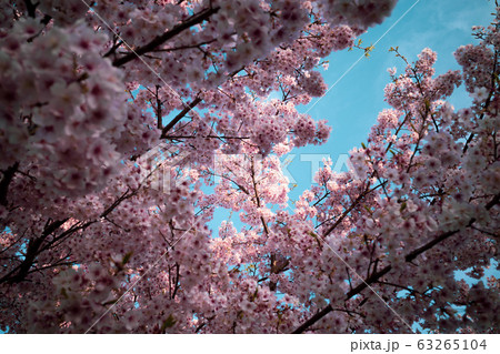 咲き乱れる寒桜 隙間の青空 b-2 シアン&マゼンタ色 咲き乱れる寒桜 隙間の青空 b-2 シアン&マゼンタ色 63265104