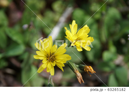 タンポポ Dandelion タンポポ Dandelion 63265182