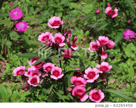ナデシコ Dianthus ナデシコ Dianthus 63265450