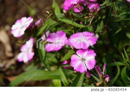 ナデシコ Dianthus ナデシコ Dianthus 63265454