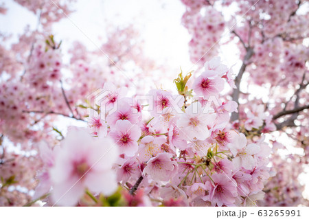 咲き乱れる寒桜 広角アップ　c-1 63265991