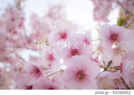 咲き乱れる寒桜 広角アップ e-2 ソフトイメージ 咲き乱れる寒桜 広角アップ e-2 ソフトイメージ 63266002