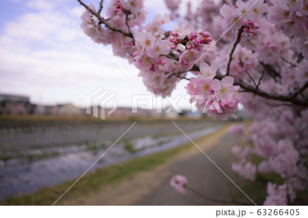 春木径　幸せ道　狩川沿いの春めき桜 63266405