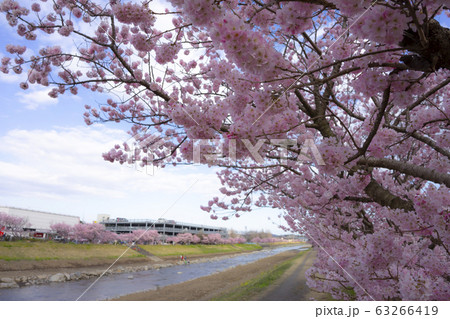 春木径　幸せ道　狩川沿いの春めき桜 63266419