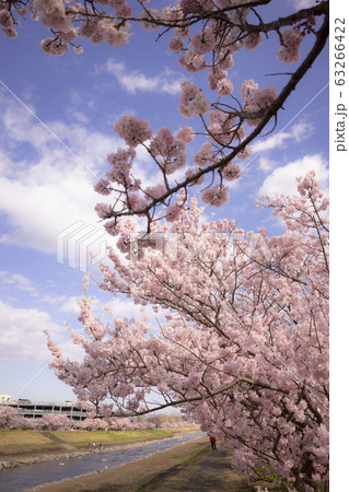 春木径 幸せ道 狩川沿いの春めき桜 春木径 幸せ道 狩川沿いの春めき桜 63266422
