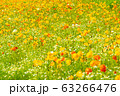 春の風になびく春の花ポピー 63266476