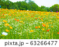 春の風になびく春の花ポピー 63266477