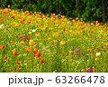春の風になびく春の花ポピー 63266478