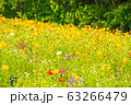 春の風になびく春の花ポピー 63266479