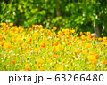 春の風になびく春の花ポピー 63266480