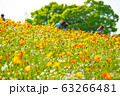 春の風になびく春の花ポピー 63266481