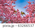 桜の周りで遊ぶ二羽のメジロ 63266537