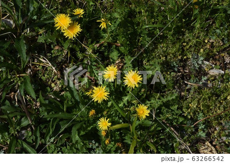 タンポポの花 タンポポの花 63266542
