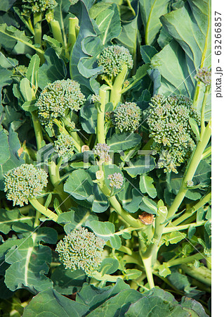 のらぼう菜(菜の花)の栽培 のらぼう菜(菜の花)の栽培 63266857