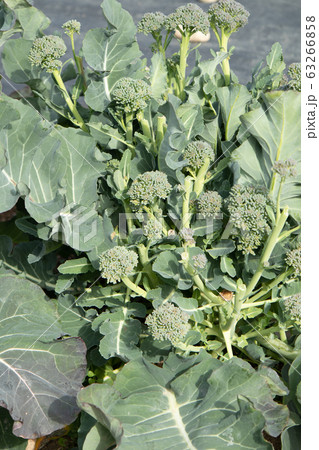 のらぼう菜（菜の花）の栽培 63266858