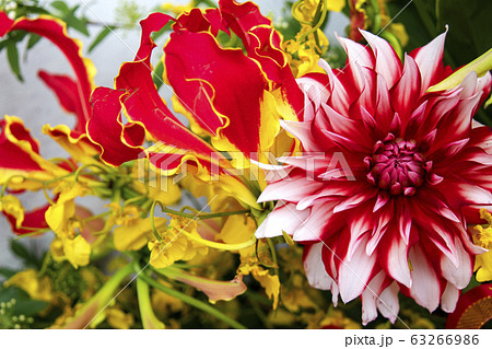グロリオサとダリアとオンシジューム 63266986