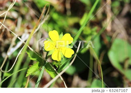 ヘビイチゴ 蛇苺 の花の写真素材