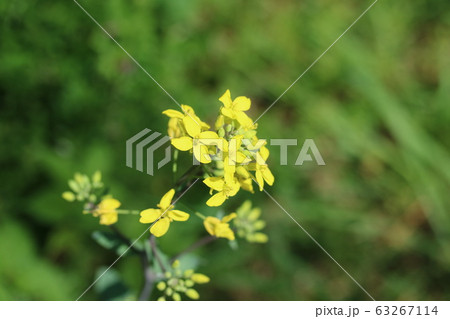 菜の花に似た西洋芥子菜 セイヨウカラシナ の写真素材