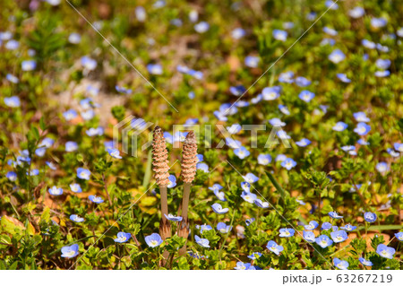 つくし つくし 63267219