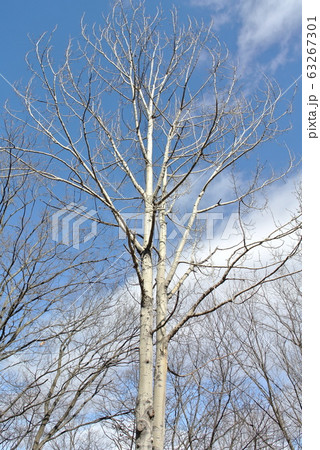 落葉したヤマナラシ 63267301